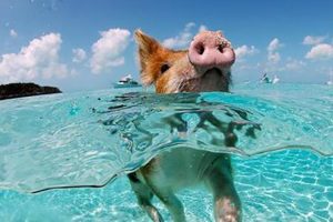 bahamas-pigs
